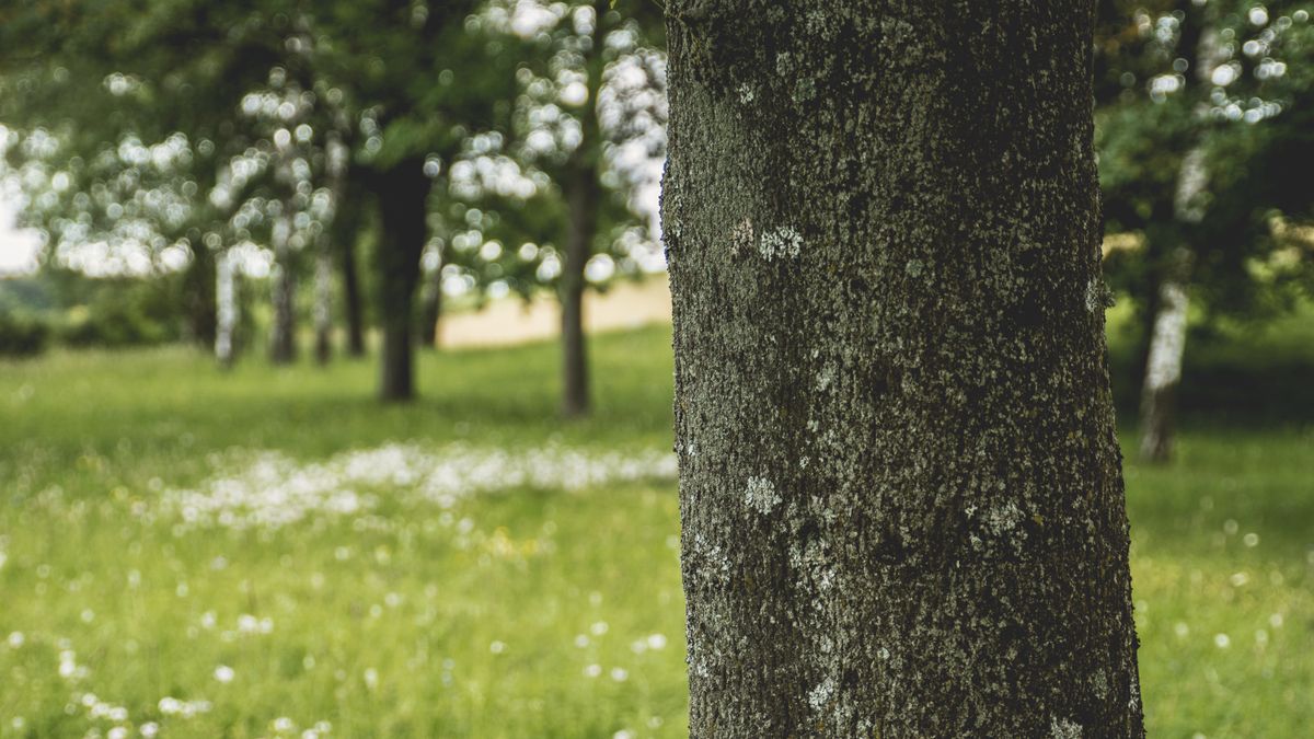 Corteccia di un albero in primo piano con prato e alberi sfocati sullo sfondo